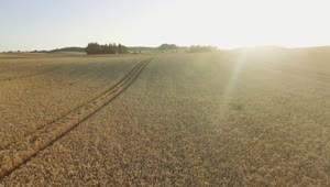 Free Video Stock Sun Shining Over A Wheat Field Live Wallpaper