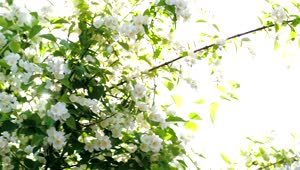 Free Video Stock Sun Shining Over Tree Blossoms Live Wallpaper