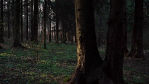 Free Video Stock Sun Shining Through A Dark Forest Live Wallpaper