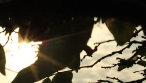 Free Video Stock Sun Shining Through Silhouetted Leaves Live Wallpaper