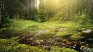 Free Video Stock Sunbeams On Flowing Water In Lush Green Forest Live Wallpaper
