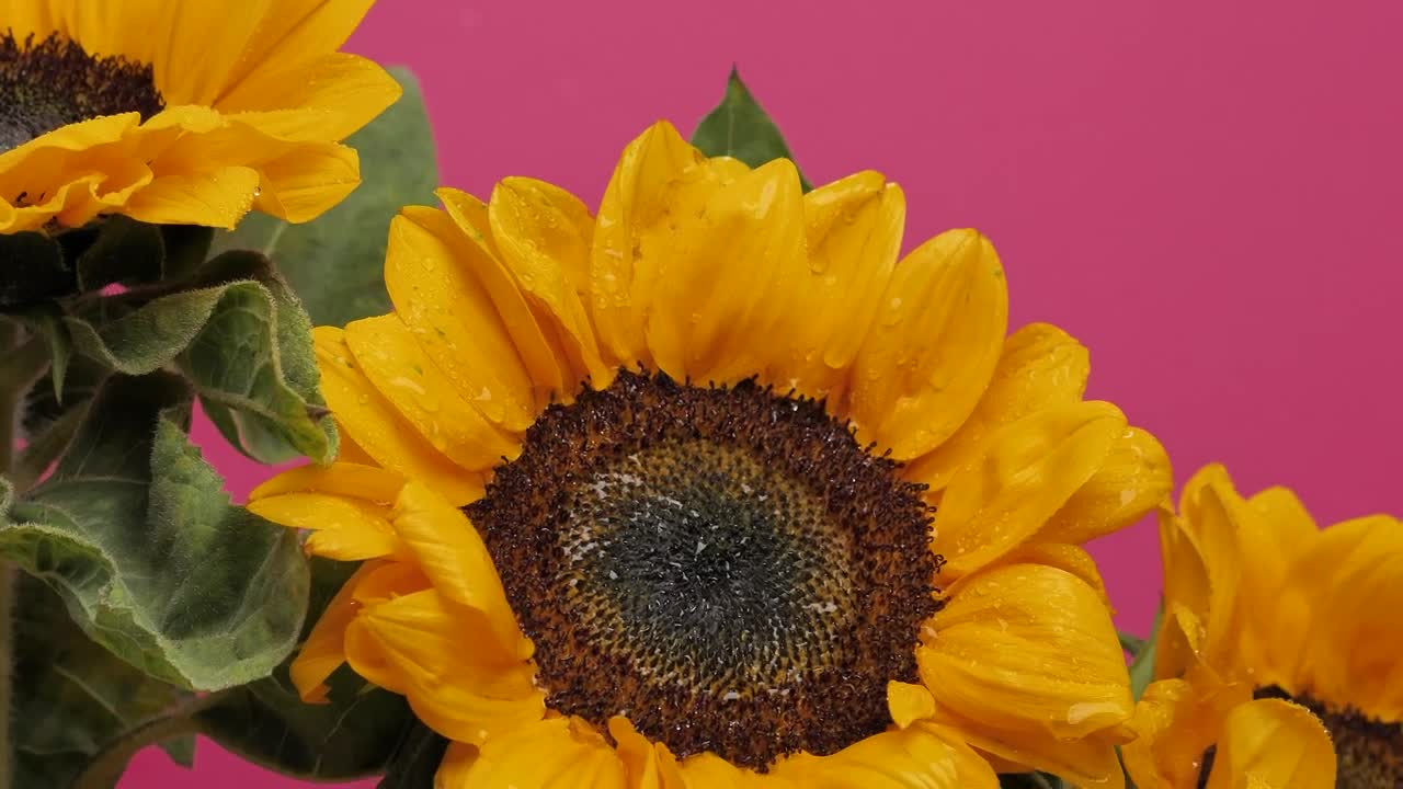 Download Free Video Stock Sunflower Blowing In The Wind Live Wallpaper