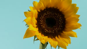 Free Video Stock Sunflower Close Up Live Wallpaper