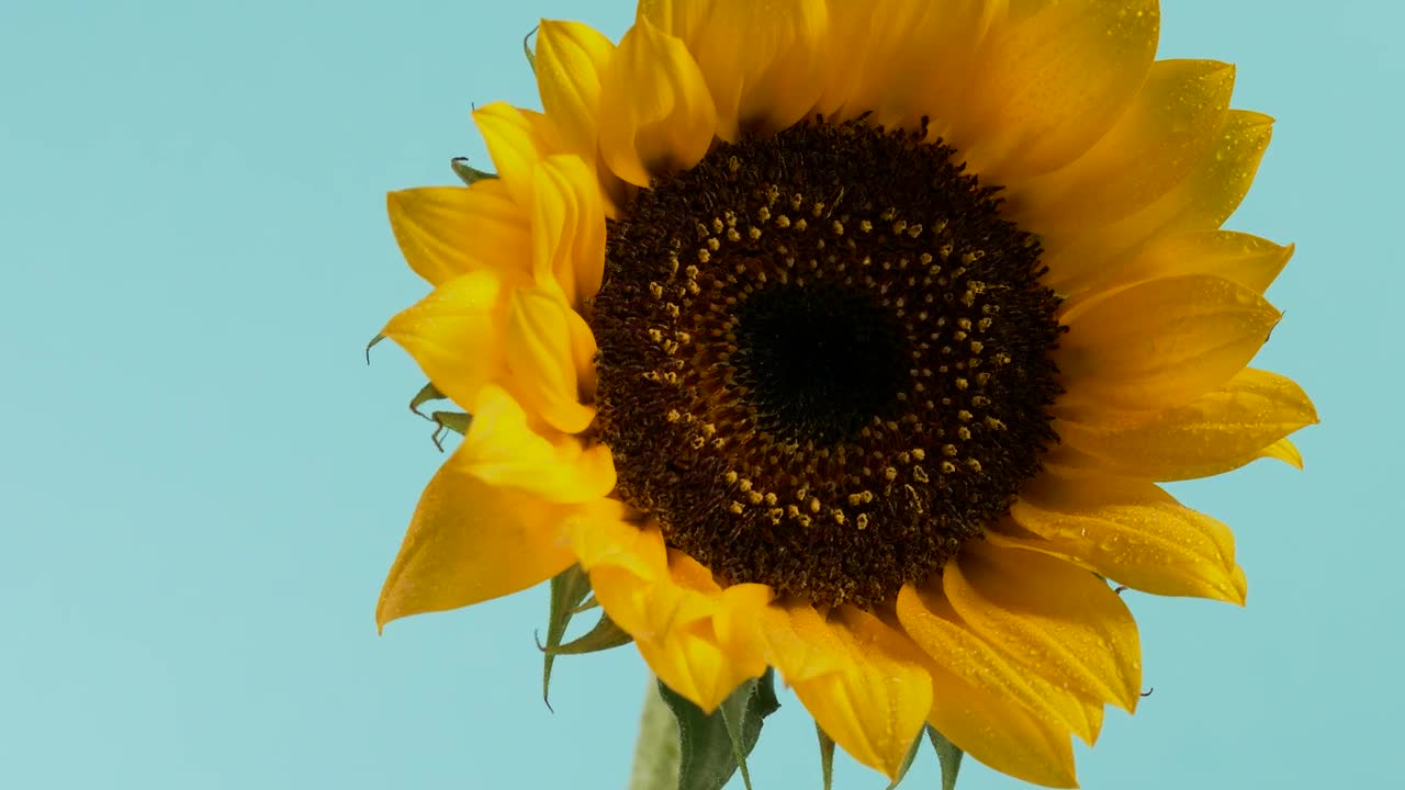 Download Free Video Stock Sunflower Close Up Live Wallpaper