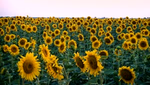 Free Video Stock Sunflower Field Blooming Live Wallpaper