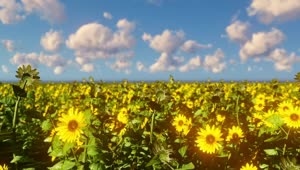 Free Video Stock Sunflower Field On A Clear Sunny Day Live Wallpaper