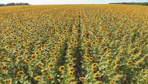 Free Video Stock Sunflower Field Waving With The Wind Live Wallpaper