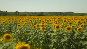 Free Video Stock Sunflower Fields Live Wallpaper