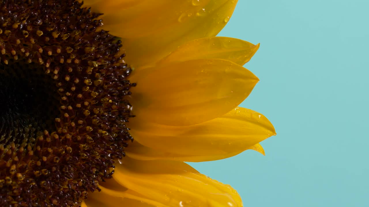 Download Free Video Stock Sunflower Live Wallpaper