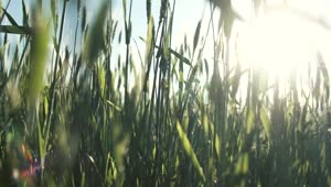 Free Video Stock Sunlight Filtered Though Tall Green Grass Live Wallpaper