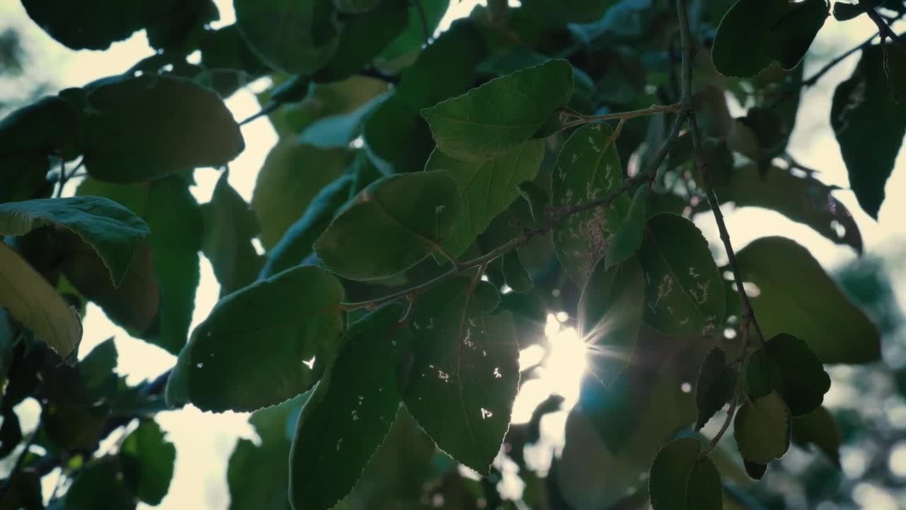 Download Free Video Stock Sunlight Passing Through The Leaves Of A Tree Live Wallpaper