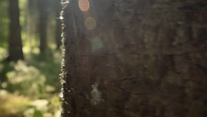 Free Video Stock Sunlight Shining Through Trees Live Wallpaper