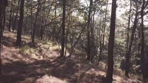 Free Video Stock Sunlight Through Tall Trees In A Forest Live Wallpaper
