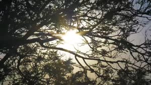 Free Video Stock Sunlight Through The Branches Being Moved By The Wind Live Wallpaper