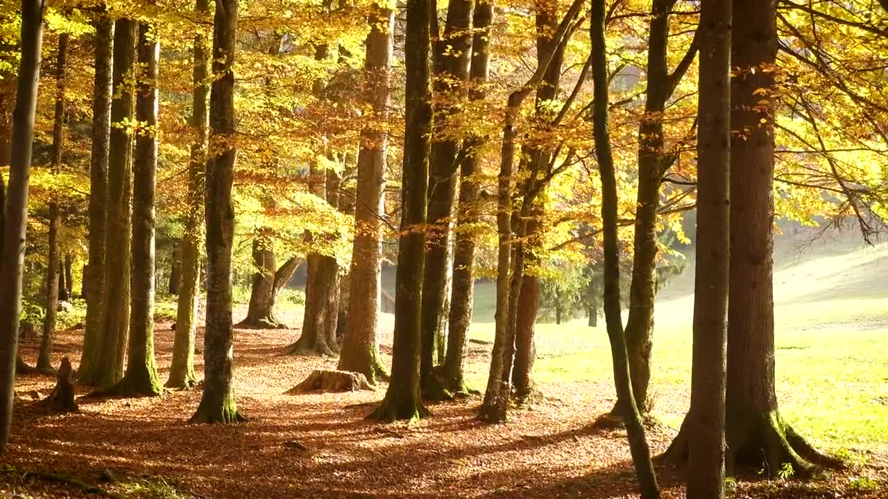 Download Free Video Stock Sunny Day At The Autumn Forest Live Wallpaper