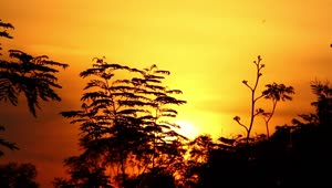 Free Video Stock Sunrise Above A Tropical Forest Live Wallpaper