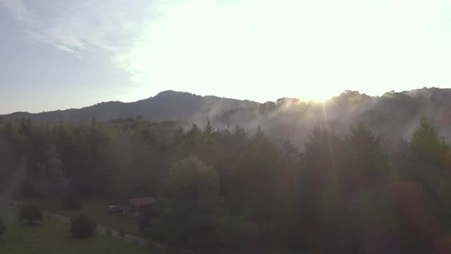 Download Free Video Stock Sunrise From A Large Forest On A Cloudy Day Live Wallpaper