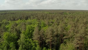 Free Video Stock travel above a dense pine forest Live Wallpaper