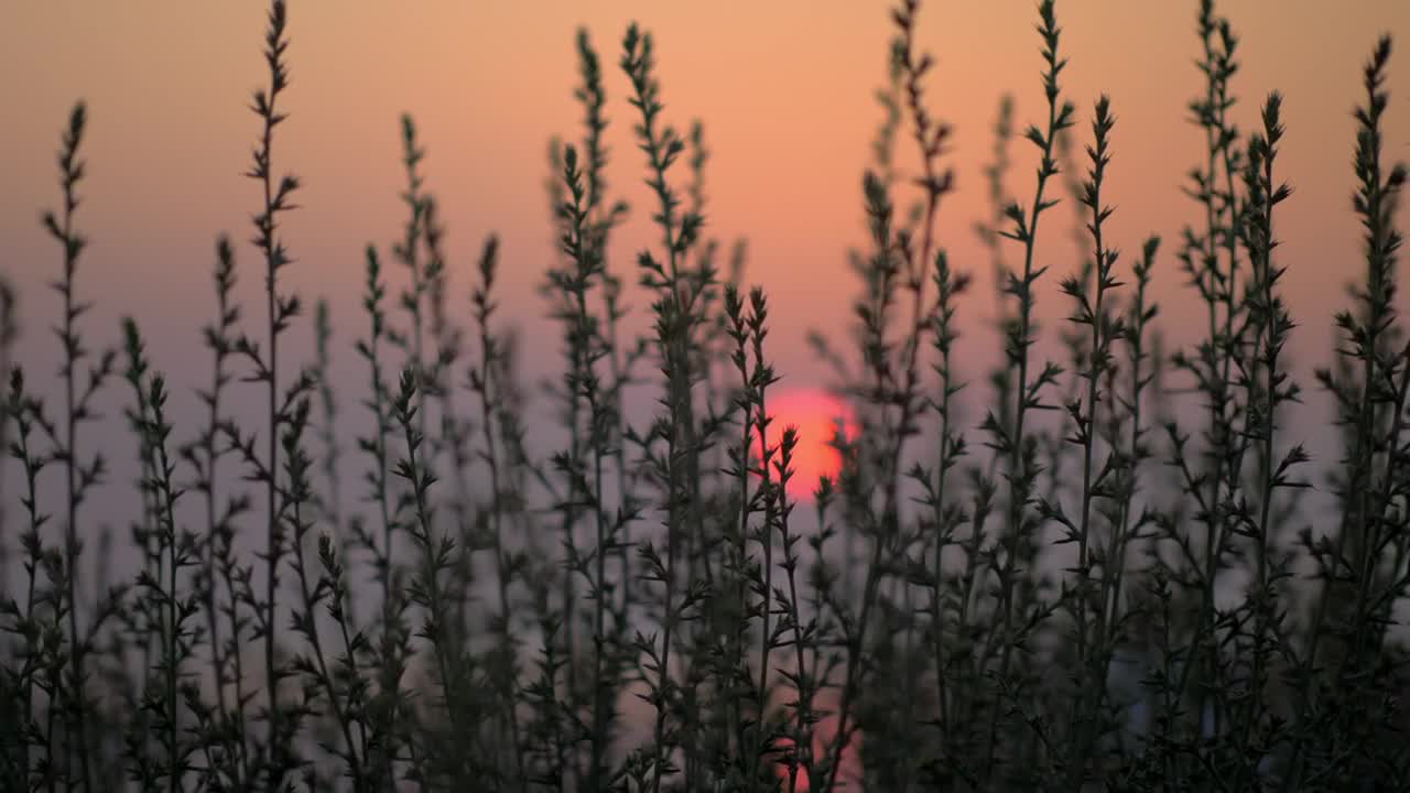 Download Free Video Stock sunset hidden behind the grass Live Wallpaper