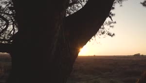 Free Video Stock sunset in the savanna through a tree Live Wallpaper