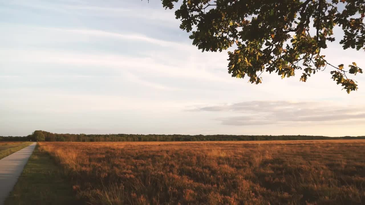 Download Free Video Stock sunset over a field Live Wallpaper