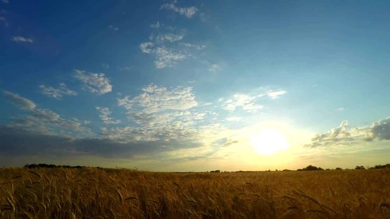 Download Free Video Stock sunset over a wheat field Live Wallpaper