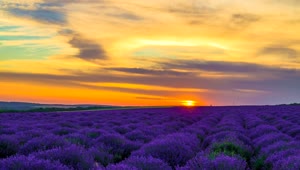 Free Video Stock sunset over lavender field Live Wallpaper