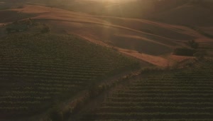 Free Video Stock sunset over vineyards Live Wallpaper