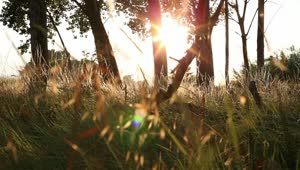 Free Video Stock sunset seen from the grass of a forest Live Wallpaper
