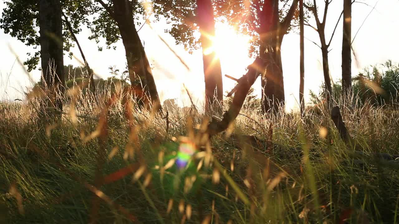 Download Free Video Stock sunset seen from the grass of a forest Live Wallpaper