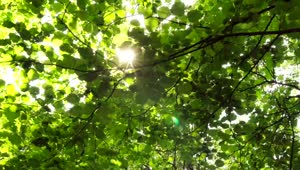 Free Video Stock sunshine through green leaves Live Wallpaper
