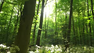 Free Video Stock sunshine through the forest Live Wallpaper