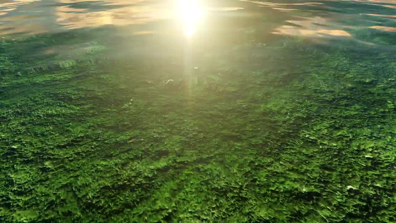 Download Free Video Stock surface of a lake seen up close Live Wallpaper