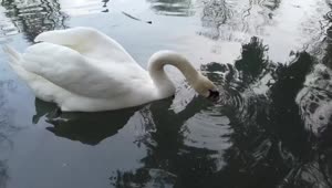 Free Video Stock swan feeding in a pond Live Wallpaper