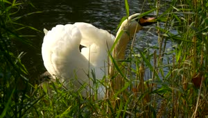 Free Video Stock swan feeding on grass on the shore of a lake Live Wallpaper