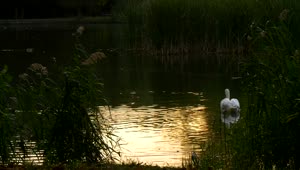 Free Video Stock swan slowly swimming across a lake Live Wallpaper