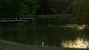 Free Video Stock swan swimming near the lakeshore Live Wallpaper