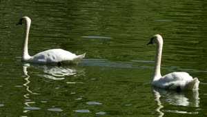 Free Video Stock swans swimming in a green lake with ducks Live Wallpaper
