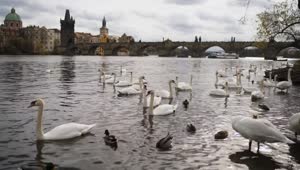 Free Video Stock swans swimming on the banks of a river Live Wallpaper