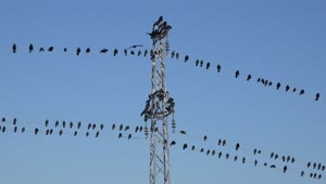 Free Video Stock swarm of birds standing on the electric cables Live Wallpaper