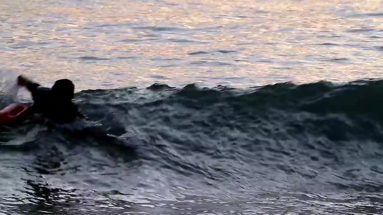 Download Free Video Stock swimming in the shallows Live Wallpaper