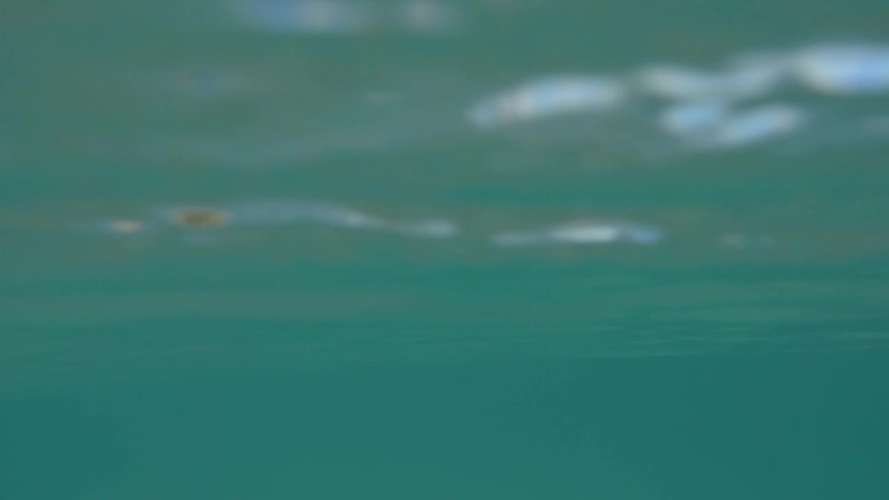 Download Free Video Stock swimming off a tropical coast Live Wallpaper