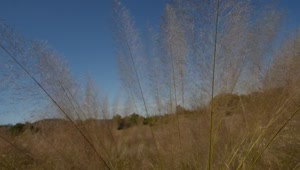 Free Video Stock tall and dry grass Live Wallpaper
