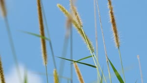 Free Video Stock tall grass against a summer sky Live Wallpaper