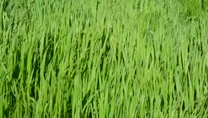 Free Video Stock tall grass blowing in the wind Live Wallpaper