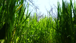 Free Video Stock tall grass growing in spring Live Wallpaper
