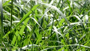 Free Video Stock tall grass in a field Live Wallpaper