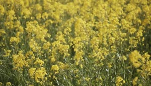 Free Video Stock tall yellow crops moving in the wind Live Wallpaper