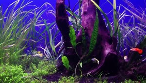 Free Video Stock tank with fish and marine flora Live Wallpaper