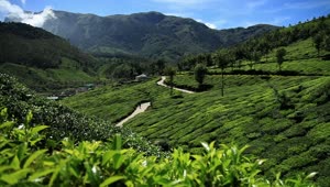 Free Video Stock tea fields in the hills Live Wallpaper